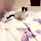 cAt BrUtAlLy ShOt By OwNeR