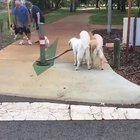 ajudando a amiguinho