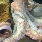 the way he/she breathes