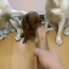 That last dog was tired of his shit 😂