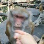 Monkey died inside with a 