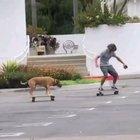 Skater dog