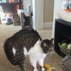 Meeting a “big kitty”