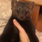 Adorably rebellious sable.