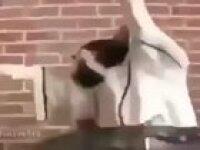 👉🏽🐈 🤑🛐