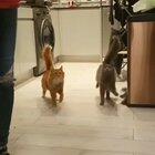 Synchronized steppies⁣