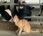 Just a cat getting pampered by two cows