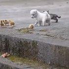 Cute pup and his chicks!