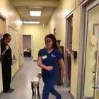 copy goats are cuter than copy cats