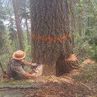 Logging is dangerous work