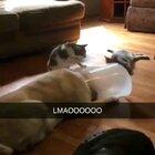 Kitty getting it's daily slaps in