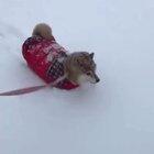 Ladies and gents, I present to you a Shiba Inu wearing a sweater tracking through snow