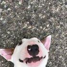 This means he wants to be picked up and carried home.