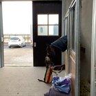 Best friends at the stable