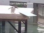 Penguin having a mid life crisis