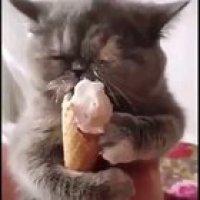 [Volume ON] Nom Nom Nom Nom 😺