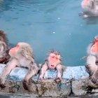 Monkeys enjoy hot bath