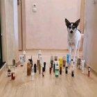 Cat vs Dog walk challenge