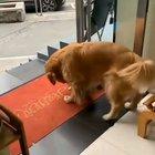Owner asks dogs to leave because customer is scared of dogs (watch till the end)