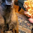 The difference in the way these 2 dogs eat pizza.