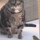 Birb fucking dies HD 720p