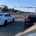 Mustangs are penchant to doing this