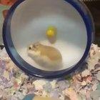 Peanut the hamster cannot control his speed