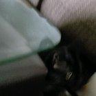 Cat bro playing fetch like a dog