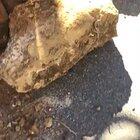 Man protests the random and unnecessary removal of palm trees in Morocco's Kenitra city. So while you guys are donating your earned money to plant trees, and while millions and millions of trees were burnt in Australia, the authorities in Morocco casually