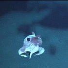 Octopus can be cute too