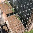 A normal day at the petting farm