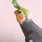 I can't get enough of that spinach hat.