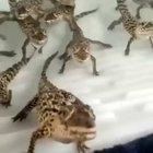 Baby crocodiles sound like they’re shooting laser guns and it’s the best thing ever