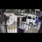 Boxer Bro Doggos surprise robbers with guns