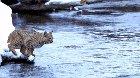 Leaping motion of a Lynx