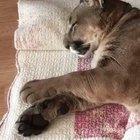 Expected a big growl