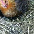 Finally the eggs have hatched