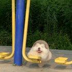 The fluff ball sure loves to swing