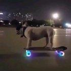 This dog is cooler than I'll ever be