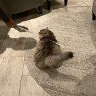 Belle’s favorite brush is a sword