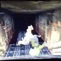 This might be the funniest GTA Online glitch to date