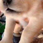 Smol awoos from a smol pup