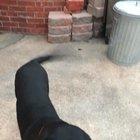 My dog wasn’t having the egg challenge.