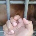 Stinky human trick use and violat ap