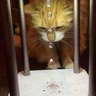 Cat vs ant-gravity water drops