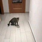 World's best goalkeeper is a cat from Italy