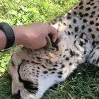 You might NOT want to stop petting.