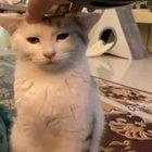 A little queen cat 😍 during lockdown!