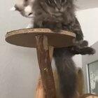 Lion king the movie 2019