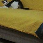 Afraid of it's own tail